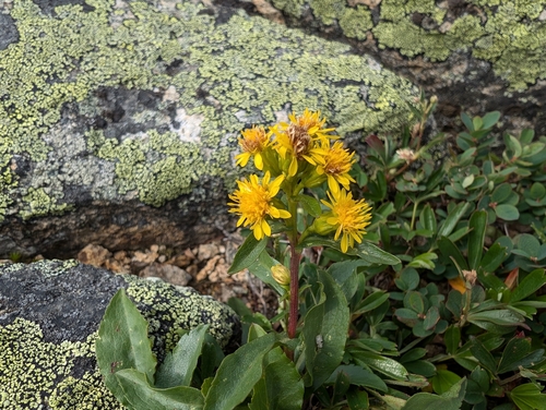 Bondcliff Trail