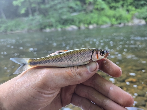 Warpaint shiner (Luxilus coccogenis) — Cyprinidae — 3