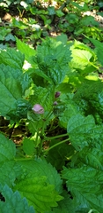 Lamium orvala