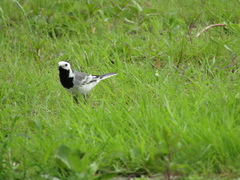 Motacilla alba