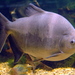 Piranhas, Pacus, and Silver Dollars - Photo (c) Tino Strauss, some rights reserved (CC BY-SA)