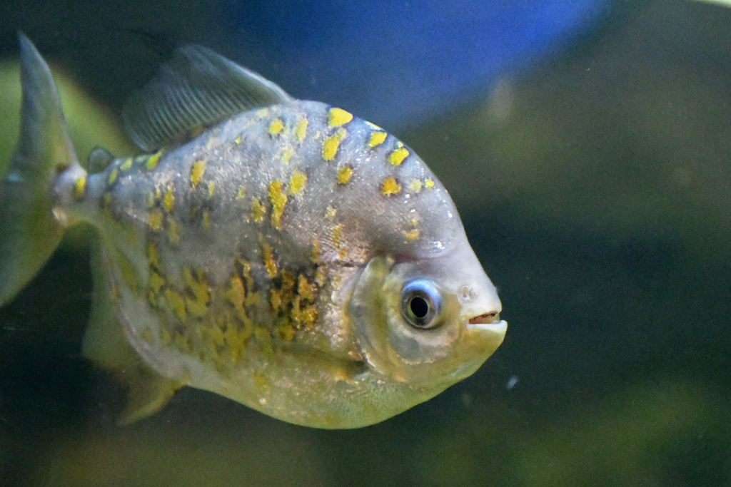 Piranhas, Pacus, and Silver Dollars