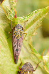 Graphocephala edwardsii