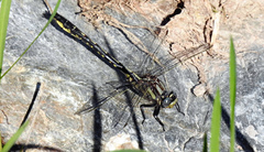 Phanogomphus borealis