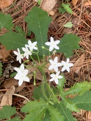 Cnidoscolus stimulosus