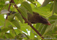 Psilopogon zeylanicus