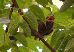 Psilopogon zeylanicus