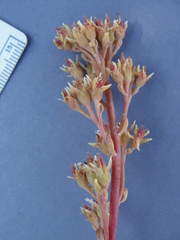 Sedum kiersteadiae