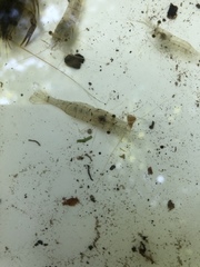 Palaemon antennarius