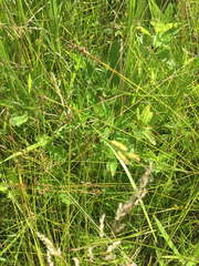 Carex interior