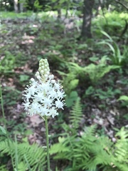Melanthieae