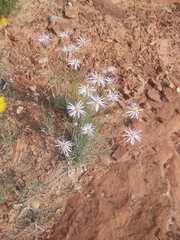 Erigeron utahensis