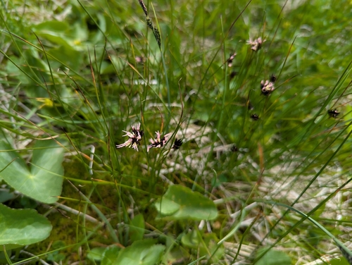 Image of Juncus jacquinii by (c) Elias, some rights reserved (CC BY)