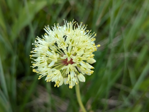 Image of Allium victorialis by (c) Elias, some rights reserved (CC BY)