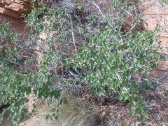 Rhus aromatica simplicifolia