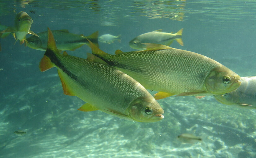 Characins (Characiformes) - Marine Life Identification