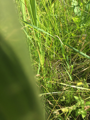 Carex bebbii