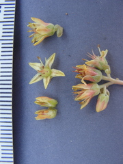 Sedum kiersteadiae