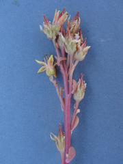 Sedum kiersteadiae
