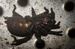 Seqocrypta jakara