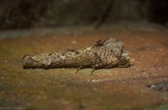 Ortholomia moluccana