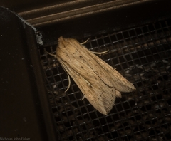 Mythimna decisissima