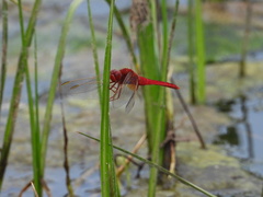 Crocothemis servilia