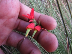 Castilleja integrifolia