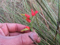 Castilleja integrifolia