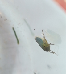Cicadella