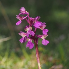 Anacamptis morio morio
