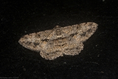 Psilalcis isombra