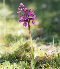 Anacamptis morio morio