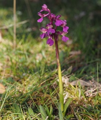 Anacamptis morio morio