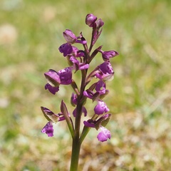 Anacamptis morio morio