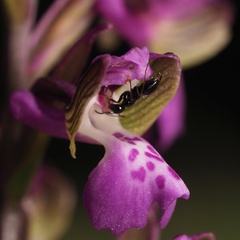 Anacamptis morio morio