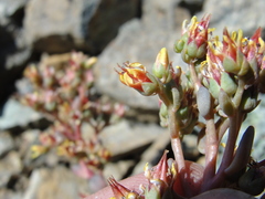 Sedum kiersteadiae