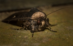 Proteuxoa testaceicollis