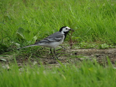 Motacilla alba