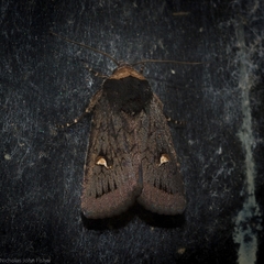 Proteuxoa testaceicollis