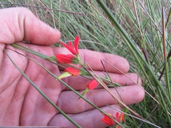 Castilleja integrifolia