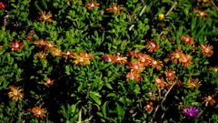 Delosperma multiflorum
