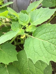 Physalis heterophylla