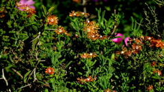 Delosperma multiflorum
