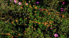Delosperma multiflorum