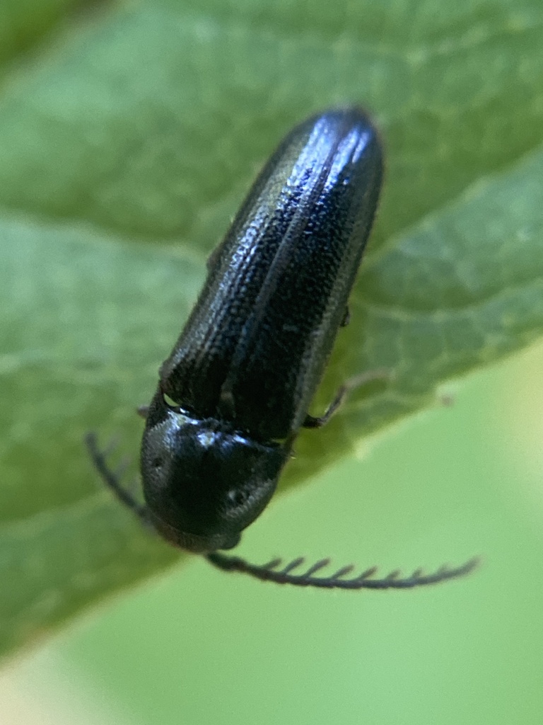 Microrhagus pygmaeus