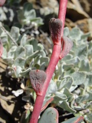 Sedum kiersteadiae