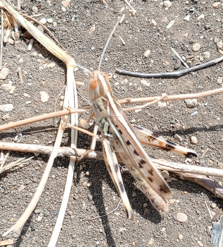 Ramburiella turcomana