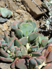 Sedum kiersteadiae