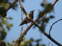 Spodiopsar cineraceus